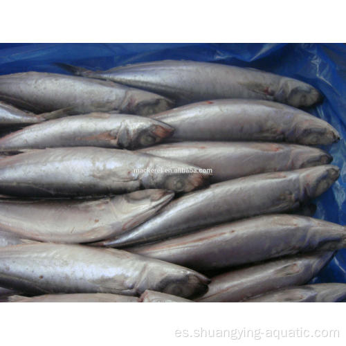 BQF Frozen Pacific Mackerel tamaño 100-200G 200-300G 10 kg